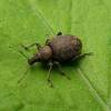  - Alfalfa Snout Beetle