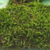  - Brachythecium Moss