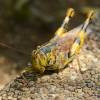  - Javanese grasshopper