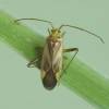  - Alfalfa Plant Bug