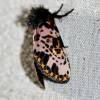  - Spanish moth or Convict caterpillar