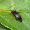  - false flower beetles