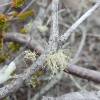  - cartilage lichen