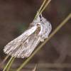  - Defoliator Moth