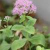  - Butterfly Stonecrop
