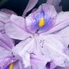  - water hyacinth