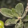  - Oleaster-leafed pear