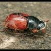  - Common dung beetle