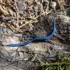  - Blue Planarian or Blue Garden Flatworm