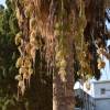 - Desert fan palm, California fan palm,California palm