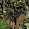  - Javan yellowknee tarantula