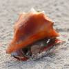  - Fighting conch and the West Indian fighting conch