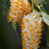  - Pinecone-like Raceme Dendrobium