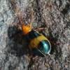  - Larger elm leaf beetle
