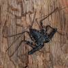  - Whip spiders, Tailless whip scorpions