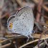 - Eastern Tailed Blue