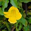  - Cats claw creeper, Funnel creeper, or Cat's claw trumpet