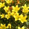  - Yellow Marsh Saxifrage