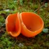 - Orange Peel Fungus