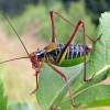  - Eastern Saw-tailed Bush cricket