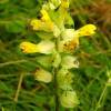  - Late-flowering Yellowrattle
