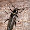  - Korean relict long-horned beetle