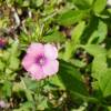  - Hairy Pink Flax
