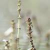  - Eurasian watermilfoil or Spiked water-milfoil