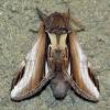  - Lesser Swallow Prominent