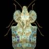  - Chrysanthenum Lace Bug