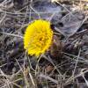  - Coltsfoot