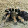  - Mexican redleg or red-legged tarantula