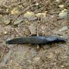  - Great Black Slug