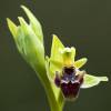  - ophrys