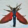  - Spotted Oleander Caterpillar Moth