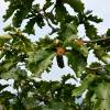  - Daimyo oak, Korean oak, Japanese emperor oak
