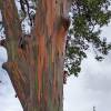  - Rainbow eucalyptus, Mindanao gum or Rainbow gum