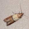  - Indian Meal Moth