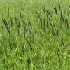  - Common Foxtail