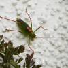  - Specked Bush-cricket