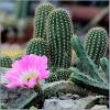  - hedgehog cactus