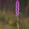  - Fragrant Orchid