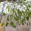  - European mistletoe, Common mistletoe