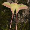  - Chinese moon moth or Chinese luna moth