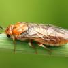  - European Pine Sawfly