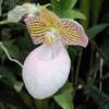  - Silver Slipper Orchid