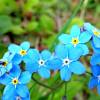  - Wood Forget-me-not