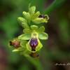  - Yellow bee-orchid