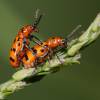  - Spotted Asparagus Beetle