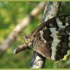 - Great Banded Grayling